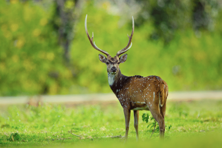 bandipur-national-park