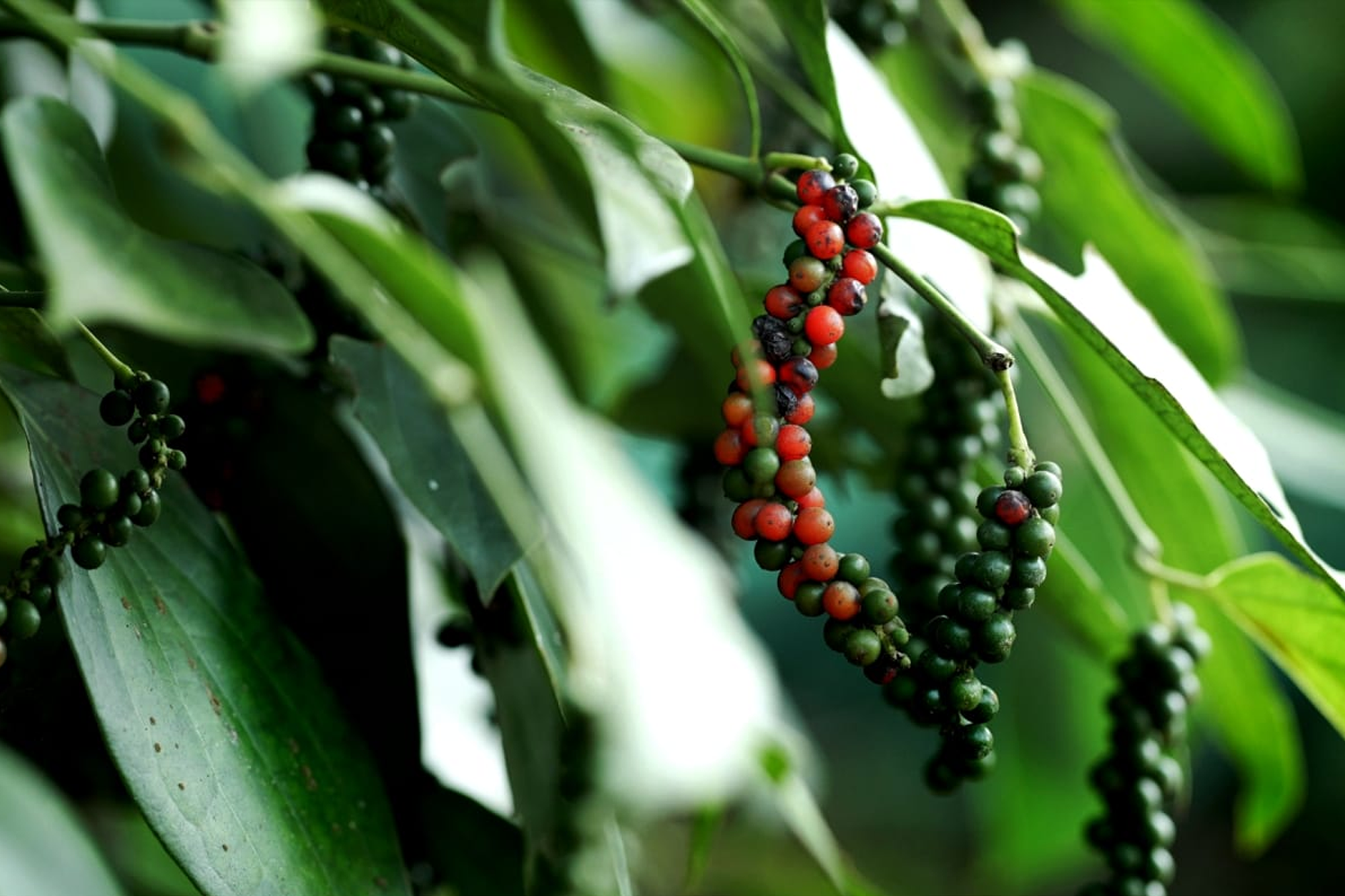 pepper-KERALA-tourism-blue-warm-holidays